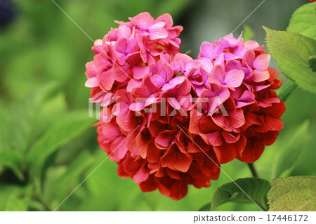 Heart shaped hydrangea, pink. 17446172
