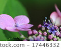 Macro shooting of hydrangeas. Macro shooting of hydrangeas. 17446332