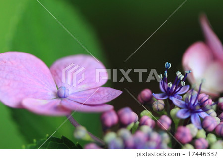 Macro shooting of hydrangeas. 17446332