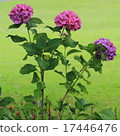 Square size Three hydrangeas Square size Three hydrangeas 17446476