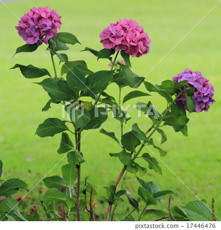 Square size Three hydrangeas Square size Three hydrangeas 17446476