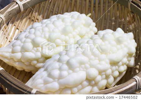 收穫的白苦 17446502