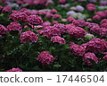 Hydrangea hydrangea Hydrangea hydrangea 17446504
