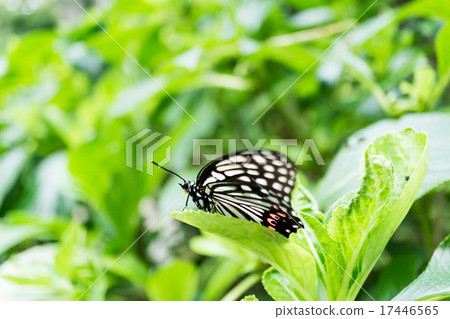 Butterfly Butterfly 17446565