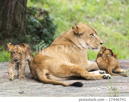 Moms and babies Moms and babies 17446741