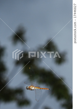 Flight of Ustbah Turmoil cloudy weather Flight of Ustbah Turmoil cloudy weather 17446827