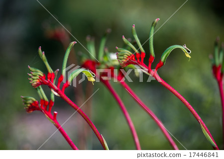 Kangaroo Pow flower West Australia 17446841