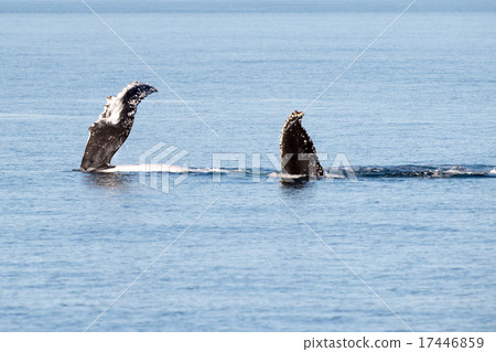 Humpback whales swimming in Australia 17446859
