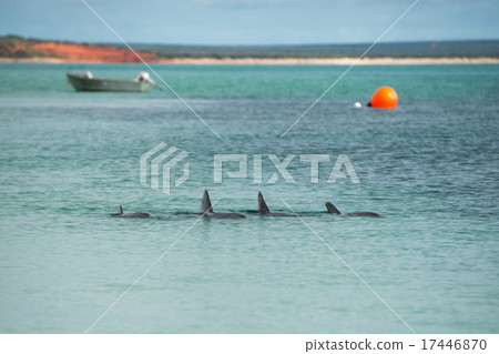 monkey mia dolphins near the shore 17446870