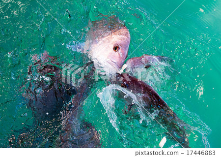 red snappers fish while eating 17446883