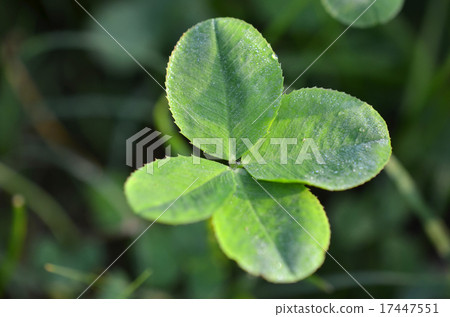 Four leaves clover Four leaves clover 17447551