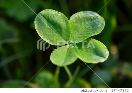 Four leaves clover Four leaves clover 17447552