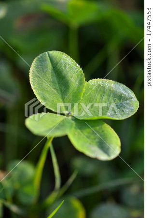 四葉三葉草 四葉三葉草 17447553