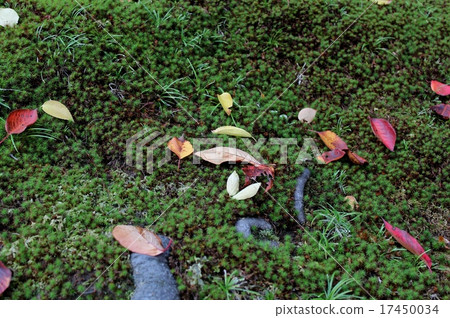 Fallen leaves and moss 17450034