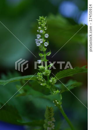 Aojiso flower 17450914