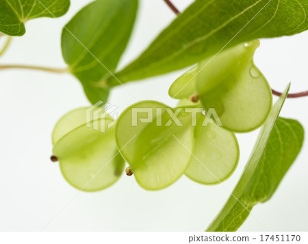 Blue green fruit 17451170