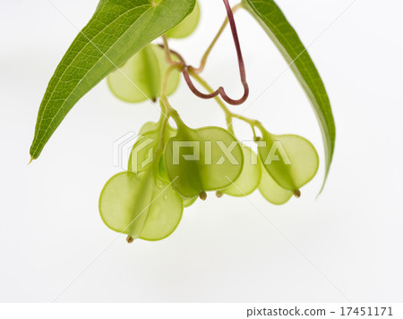 Blue green fruit 17451171