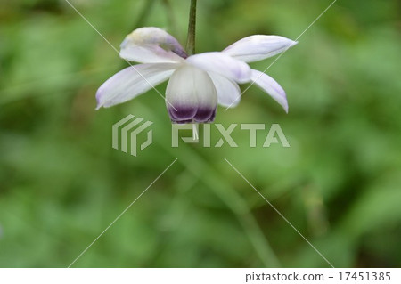 綠色模糊和蓮花疥癬 綠色模糊和蓮花疥癬 17451385