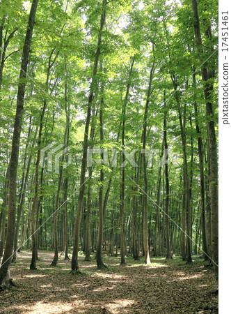 Beech forest 17451461
