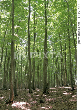 Beech forest Beech forest 17451485