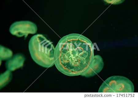 月亮水母 月亮水母 17451752