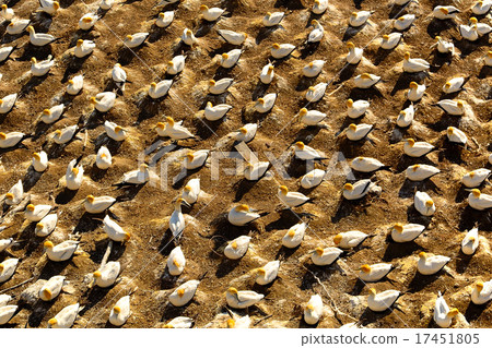 A group of boobies of Muriwai Beach in New Zealand 17451805