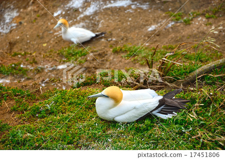 新西蘭穆里懷海灘的繁殖 17451806