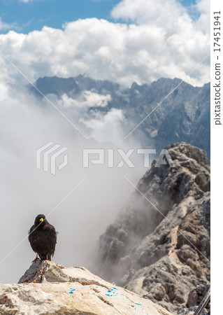 Alpine chough crow 17451941