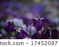 Horikiri iris garden garden iris 17452087
