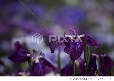 Horikiri虹膜花園花園虹膜 Horikiri虹膜花園花園虹膜 17452087