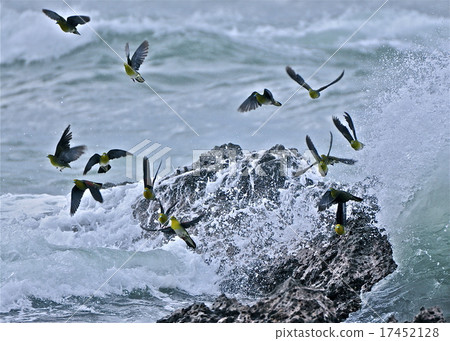 A green pigeon who came to drink seawater A green pigeon who came to drink seawater 17452128