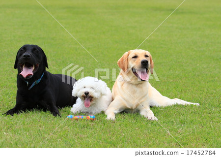 一個好朋友 17452784