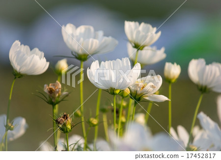 cosmos flowers cosmos flowers 17452817