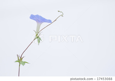 Blue morning glory 17453088