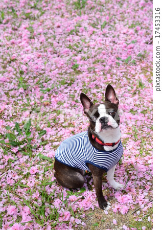 It's a cherry blossom carpet♪ It's a cherry blossom carpet♪ 17453316