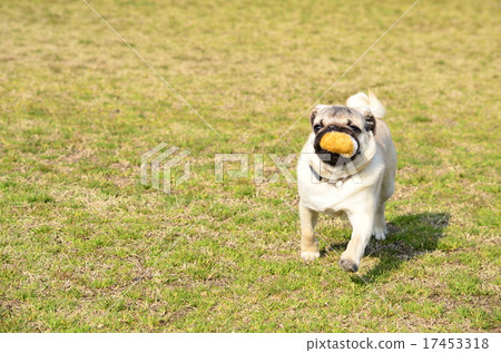 I got it♪ I got it♪ 17453318