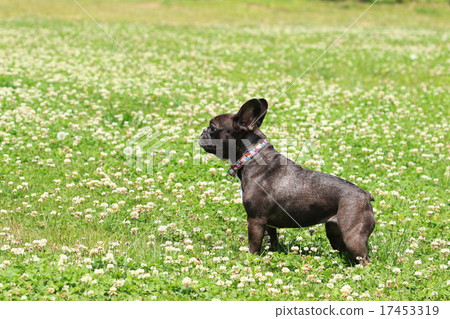 White clover is a nice ♪ White clover is a nice ♪ 17453319