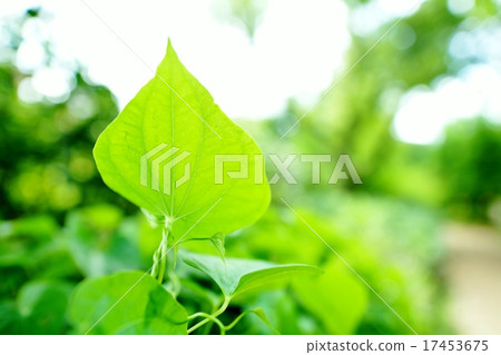 tokoro的葉子 tokoro的葉子 17453675