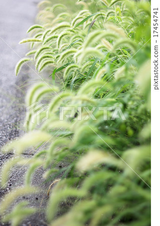一隻貓在雨中 一隻貓在雨中 17454741