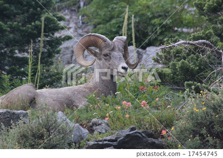 Big horn sheep Big horn sheep 17454745
