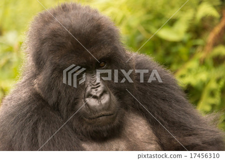 Gorilla in forest looks sadly into distance Gorilla in forest looks sadly into distance 17456310