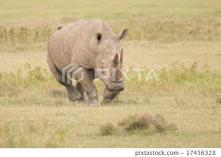 Rhinoceros charging with head down over savannah Rhinoceros charging with head down over savannah 17456328