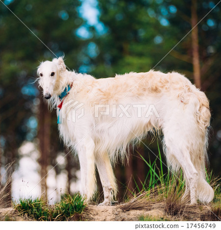 White Russian Dog, Borzoi, Hunting dog in Spring White Russian Dog, Borzoi, Hunting dog in Spring 17456749