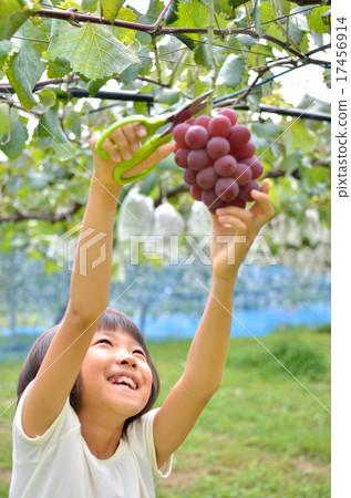 Girls enjoying grape hunting Girls enjoying grape hunting 17456914