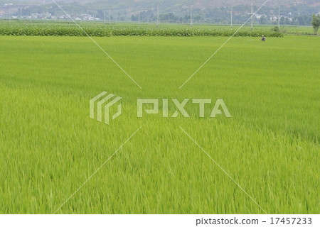 Rice cultivation 17457233