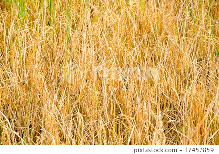 paddy rice field for harvest 17457859