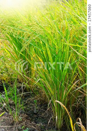 Rice field 17457860