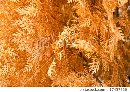 A lot of yellow and orange dry leaves A lot of yellow and orange dry leaves 17457866