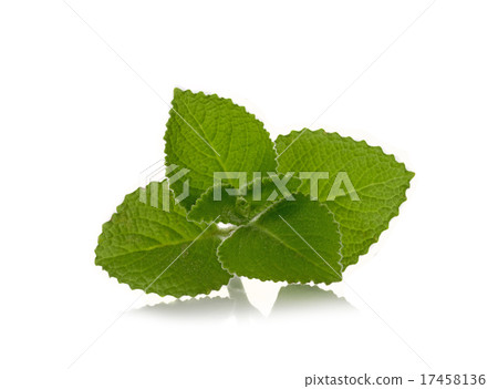 Country Borage on white background 17458136