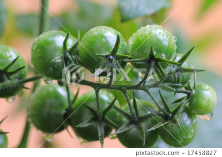 雨後，自家花園裡種植的未成熟櫻桃番茄，無需使用殺蟲劑 17458827